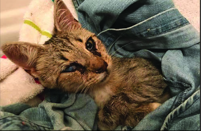 Woman’s Act of Caring for Stray Kitten Turns Into Rabies Ordeal