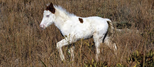 Late-Season Chincoteague Foals To Be Sold Before Christmas