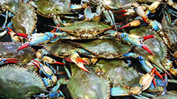 Annual Report Finds Blue Crab Stock Healthy and Growing