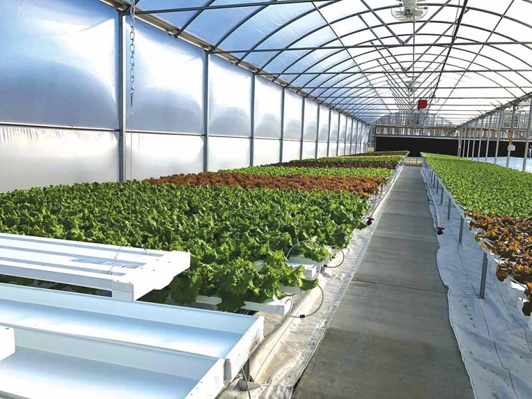Cheriton Hydroponics Farm Granted $15,000 From State To Expand