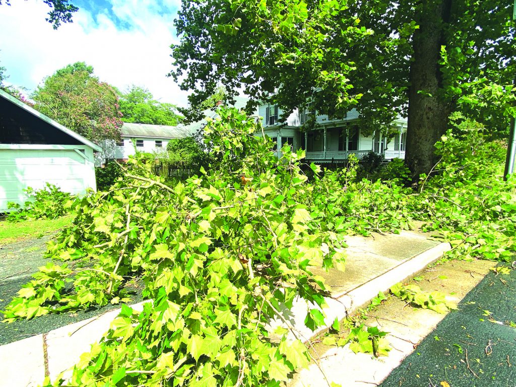 Tropical Storm Isaias Topples Trees, Downs Power Lines - Eastern Shore Post