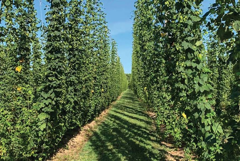 Shore Farmer Hops on Production of Beer Brewing Specialty Crop