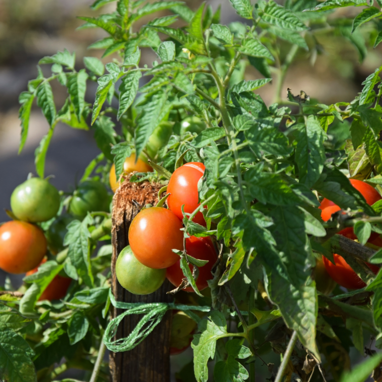 Random Facts About … Gardening and Why Tomatoes Were Toxic to the Wealthy