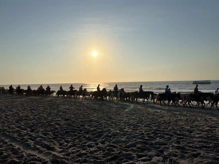 Chincoteague Ponies Delight in Annual Beach Walk