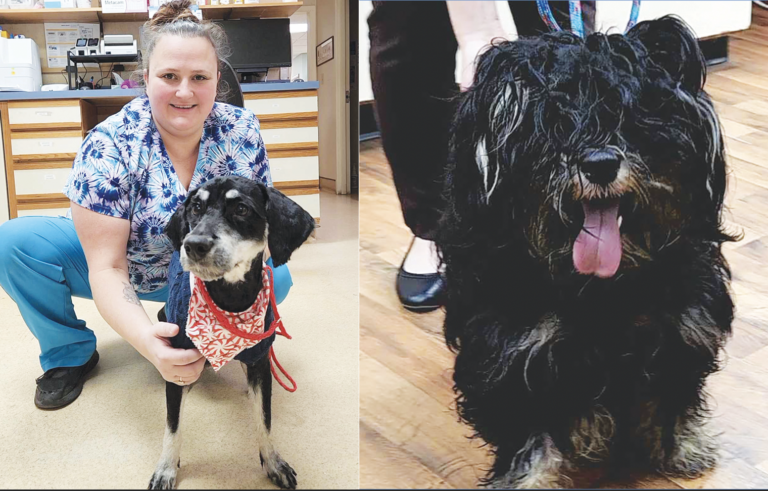 Extreme makeover, canine edition: Animal Hospital helps matted, abandoned Greenbackville dog