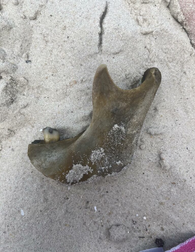 Bone thought to be a human jaw bone found on Cape Charles beach