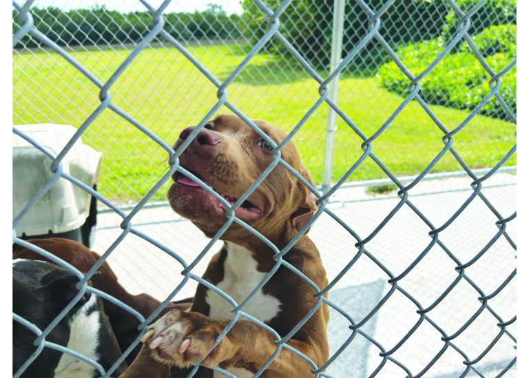 Eastern Shore pet owners are giving up their dogs, filling regional pound