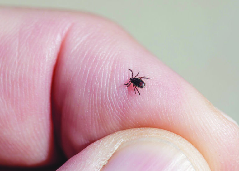 Eastern Shore ‘hotspot’ for potentially fatal tick-borne parasite