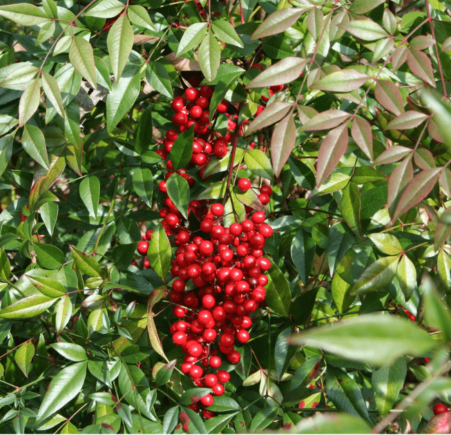 Nandina added to list of invasive plants