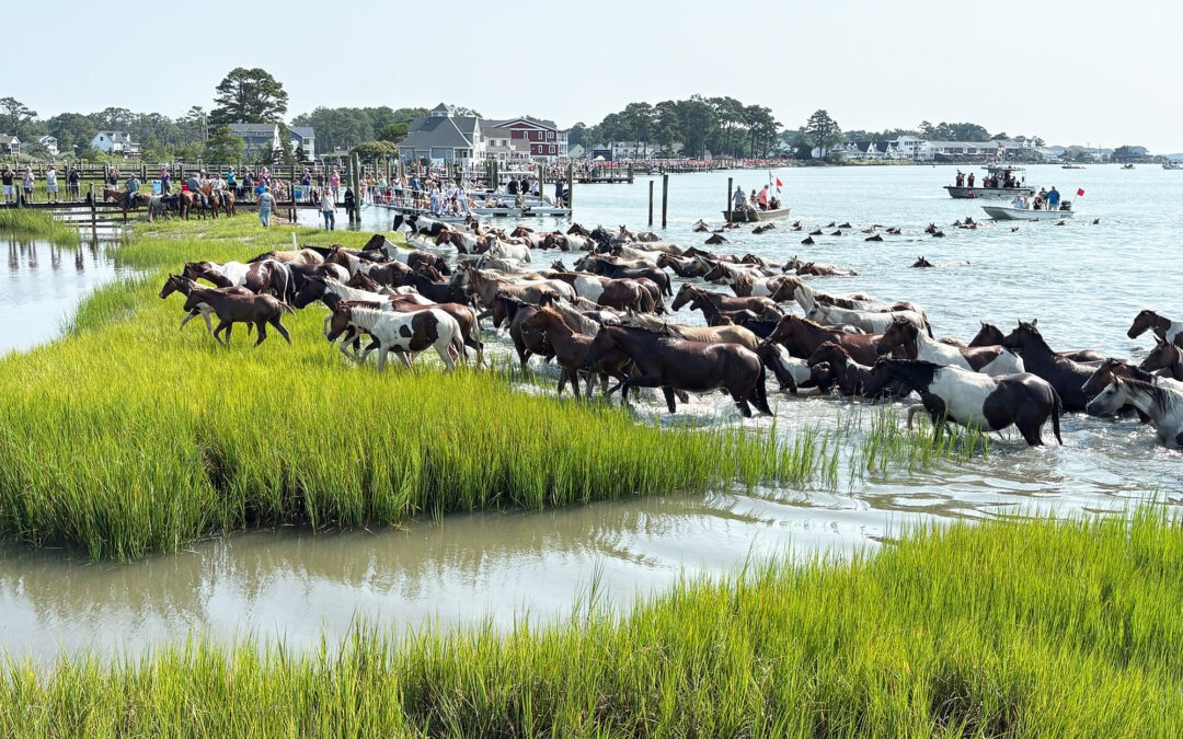 150 Chincoteague ponies make 101st Pony Swim