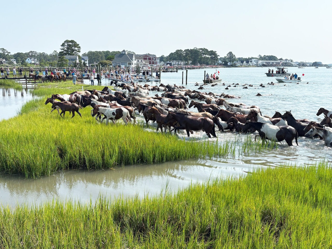 150 Chincoteague ponies make 101st Pony Swim - Eastern Shore Post