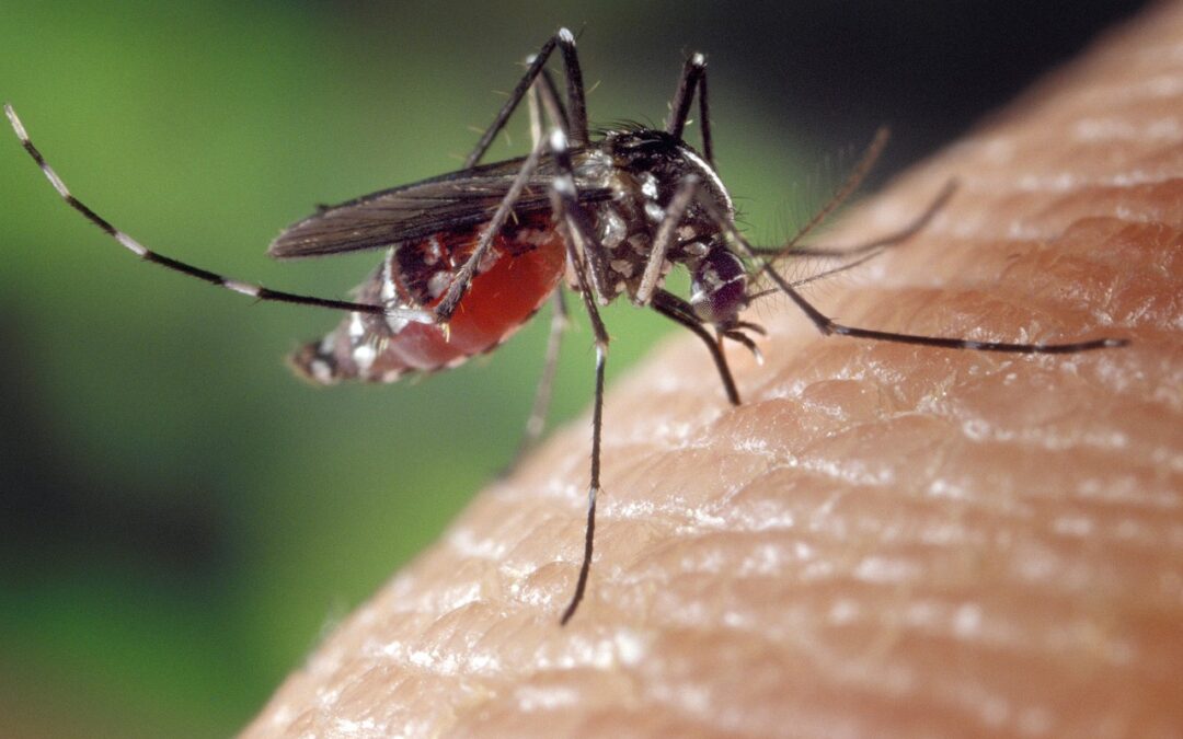 Airplane will be spraying for mosquitoes in Captains Cove, Greenbackville, Aug. 6 at 6 a.m., weather permitting