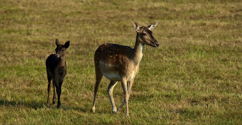 Deer