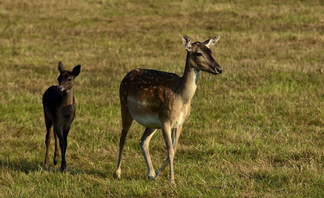 Northampton supervisors shoot down idea of expanded deer season